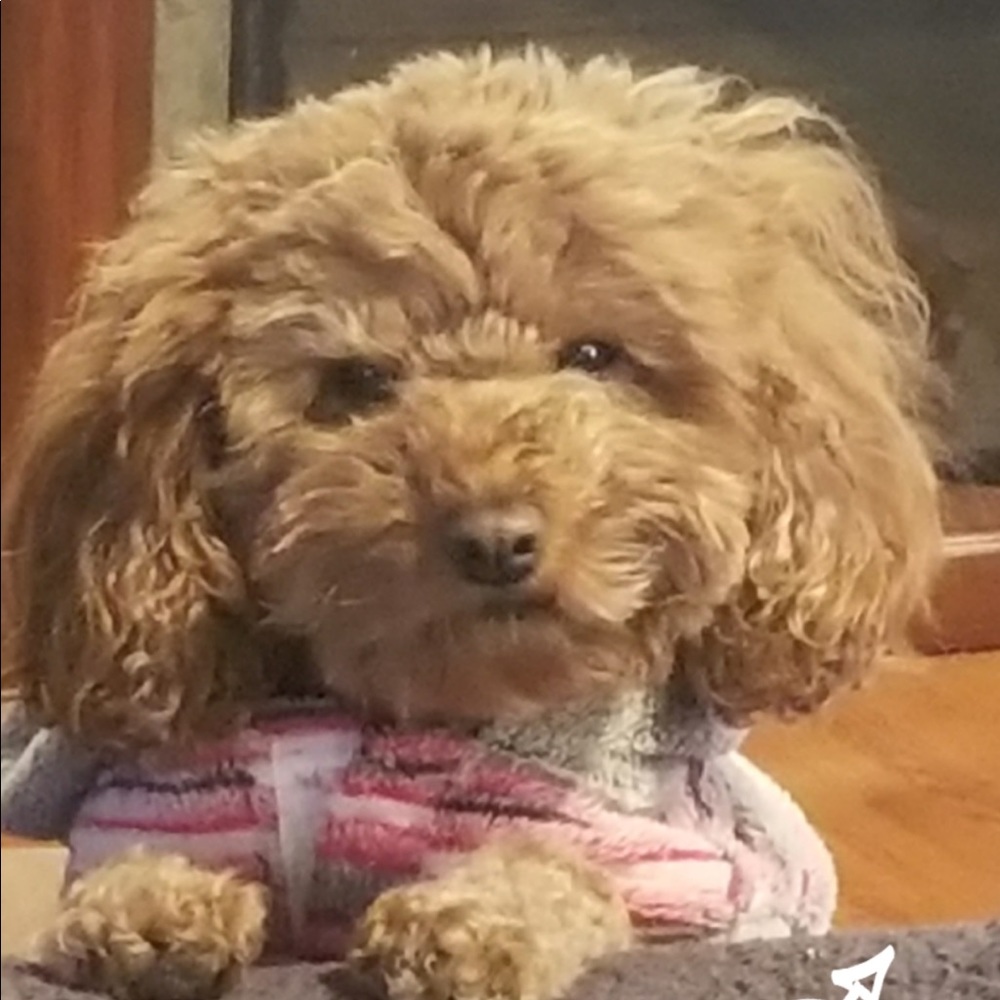 Meet your Posher, Sseton